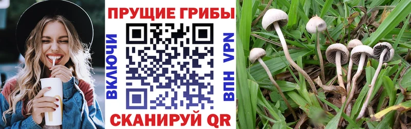 ОМГ ОМГ купить Александровск Галлюциногенные грибы мухоморы